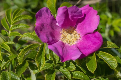 Potato rose (Rosa rugosa), wild rose, Sankt Peter Ording, Eiderstedt, North Frisia, North Sea,