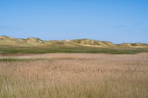 Dune landscape, grasses, Sankt Peter Ording, Eiderstedt, North Frisia, North Sea,