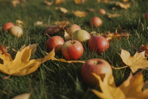 Apples on grass with fallen yellow autumn leaves. Generative AI, AI generated
