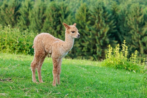 A newly born white alpaca (Vicugna pacos) stands in a green meadow on a sunny day. A green forest