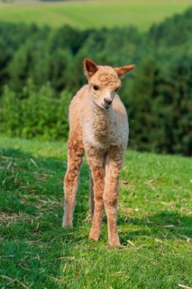 A newly born white alpaca (Vicugna pacos) stands in a green meadow on a sunny day. A green forest