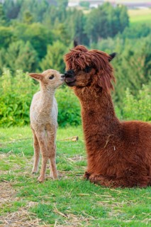 A freshly born white alpaca (Vicugna pacos) stands in front of its brown mother and sniffer on her