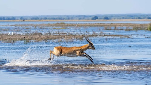 Lechwe (Kobus leche) male gracefully leaps through blue waters in Chobe National Park, Botswanas