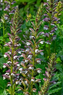 Spiny bear's breech (Acanthus spinosus) in flower in garden, native to southern Europe