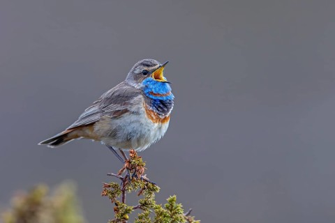 Red-spotted bluethroat (Luscinia svecica svecica) male singing from shrub on the tundra in spring,