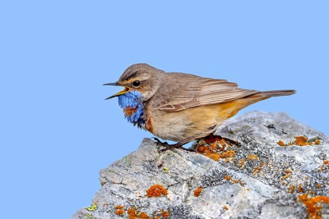 Red-spotted bluethroat (Luscinia svecica svecica) male calling from rock on the tundra in spring,