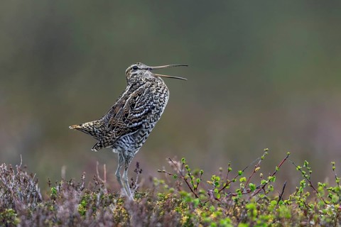 Great snipe (Gallinago media) male calling during courtship display at lek at dusk on tundra