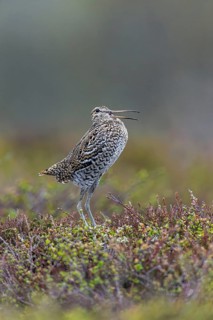 Great snipe (Gallinago media) male calling during courtship display at lek at dusk on tundra