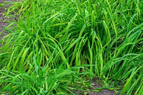 Secale multicaule Waldstauden, forest perennial rye, forest perennial grain, ancient rye, St.