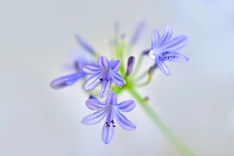Close-up of the blossom of an ornamental lily or love flower (Agapanthus), Germany