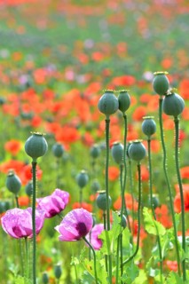 Flowering field with poppies (Papaver) and seed capsules of the poppy flowers in the foreground,