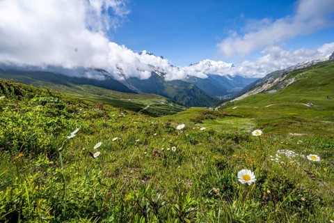 Flower meadow and mountain panorama with cloudy glaciated mountain peaks, view of Aiguille du Midi