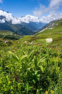 Flower meadow and mountain panorama with cloudy glaciated mountain peaks, view of Aiguille du Midi