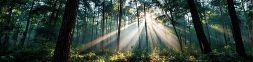 Beautiful rays of sunlight in a green forest shining through trees and tree branches. Concept of