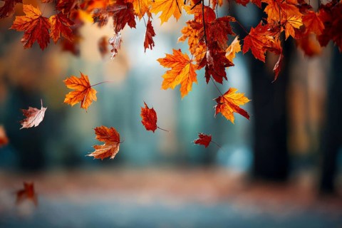 Beautiful autumn landscape with colorful foliage in the park, falling leaves natural background, AI