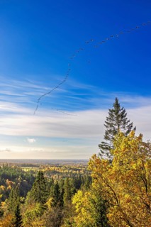 Scenics view at a forest landscape with autumn colours on the trees and a flock of geese flying in