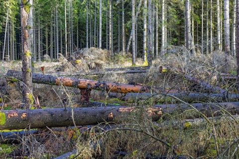 Storm fallen trees lying on the ground in by a forest edge in at a spruce forest