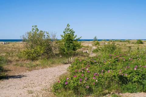 Nature experience area dune landscape, beach, coast, Laboe, Baltic seaside resort, fjord, Baltic