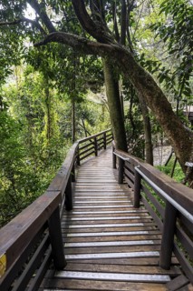 Wooden path through dense forest, Graskop Gorge or Graskopkloof, Graskop, Mpumalanga, South Africa