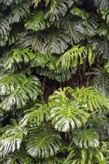Giant leaves of a Monstera, window leaves (Monstera), Graskop, Mpumalanga, South Africa