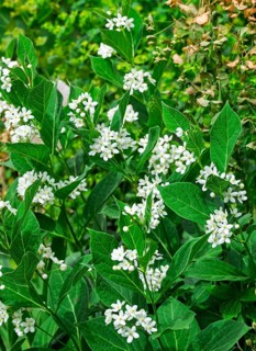 Chinese swallow-wort (Cynanchum ascyrifolium), Münsterland, North Rhine-Westphalia, Germany