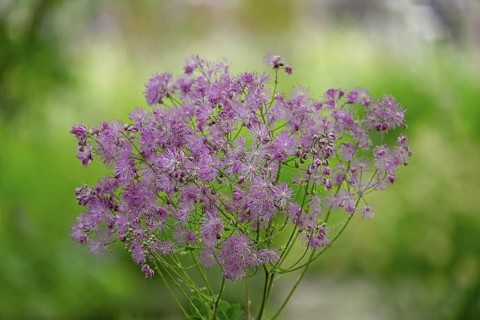 Meadow rue (Thalictrum), Netherlands