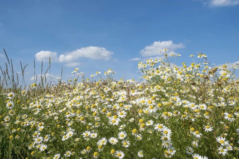 Chamomile in bloom against a blue sky with some clouds, Münsterland, North Rhine-Westphalia,