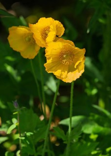 Yellow poppy, Iceland poppy (Papaver nudicaule), North Rhine-Westphalia, Germany