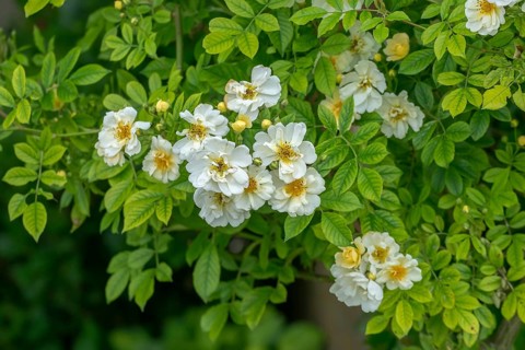 Rose (Rosa sp.), climbing rose in yellow and white, Münsterland, North Rhine-Westphalia, Germany