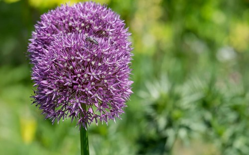 Ornamental leek (Allium sp.), inflorescence, North Rhine-Westphalia
