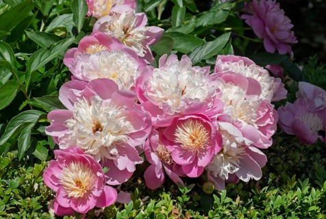 Peonies (Paeonia), Lower Saxony, Germany
