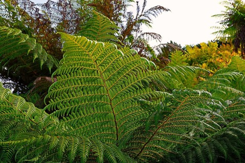 Ferns, Gardens South England, England, GB