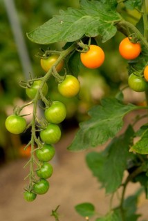 Tomato plant, green and slow ripening