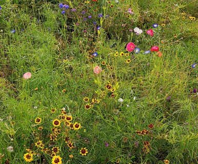 Meadow with wild growing different flowers, garden in South England, coastal region, England, GB