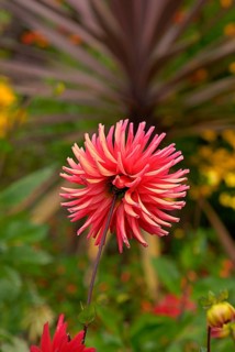 In cactus dahlias, the individual petals are rolled up like tubes and strongly pointed towards the