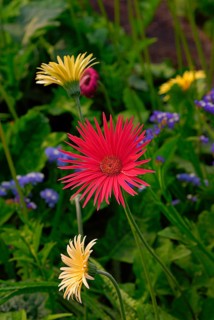 Gerbera