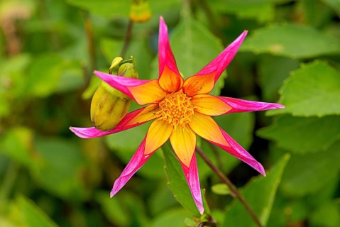 Dahlias (Dahlia), rarely also called Georgines, are a plant genus in the Asteraceae family. Many