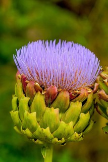 Artichoke thistle from the Asteraceae family, domesticated form of thistle