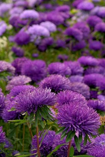 Garden Aster, English garden, South England, GB