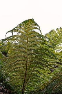 Ferns, Gardens South England, England, GB