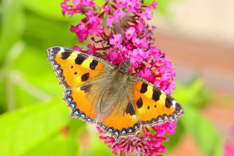Small tortoiseshell (Aglais urticae) sucking nectar on summer lilac (Buddleja davidii), butterfly