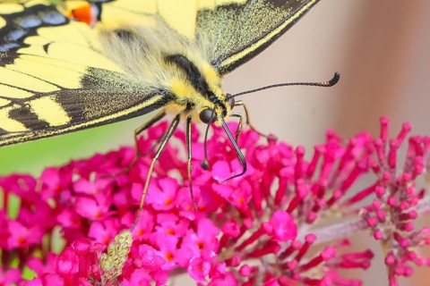Swallowtail (Papilio machaon) sucking nectar on butterfly bush (Buddleja davidii), butterfly bush,