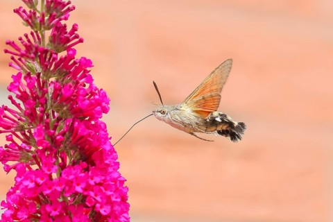Pigeon-tailed butterfly (Macroglossum stellatarum) sucking nectar on summer lilac (Buddleja