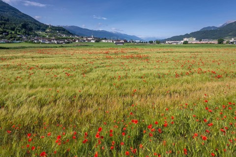 Cereal field with corn poppy (Papaver rhoeas), behind it the town of Schwaz, Schwazer Felder,
