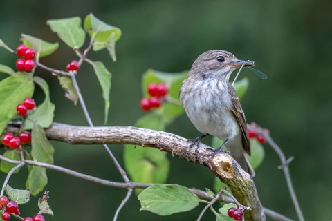 Grey flycatcher (Muscicapa striata), sitting on a branch with a dragonfly in its beak, Limbach,
