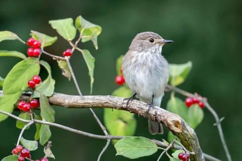 Grey flycatcher (Muscicapa striata), sitting on a branch, Limbach, Burgenland, Austria
