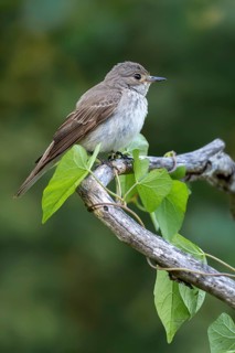 Grey flycatcher (Muscicapa striata), sitting on a branch, Limbach, Burgenland, Austria