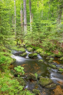Kleine Ohe, natural forest stream in the Bavarian Forest National Park, Bavaria, Germany