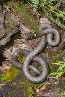 Grass snake (Natrix natrix), sunbathing on the bank of a pond, Bavaria, Germany