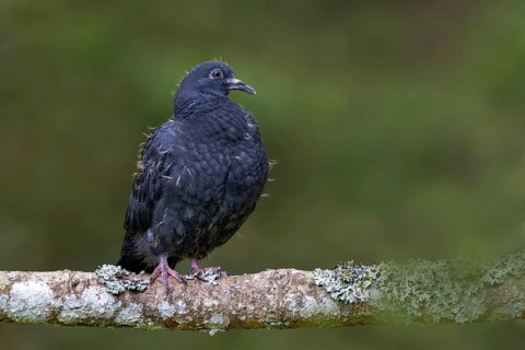 Wood pigeon (Columba palumbus), young bird in juvenile plumage, sitting on a branch, Pillberg,